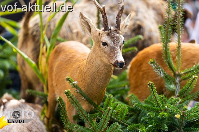 C-Foto Laudi-So_-3.jpg